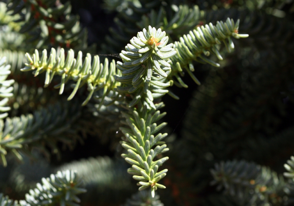 IMG 7627 Pinsapo